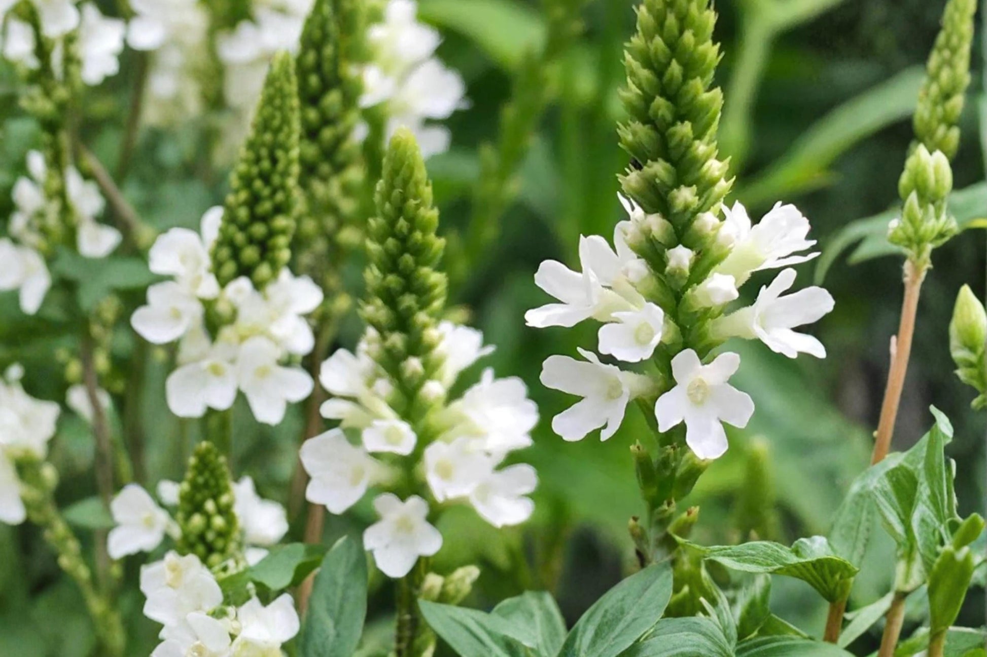 White Vervain Seeds – Verbena urticifolia Perennial Wildflower with White Flower Spikes, Pollinator Plant, Meadow & Woodland Garden