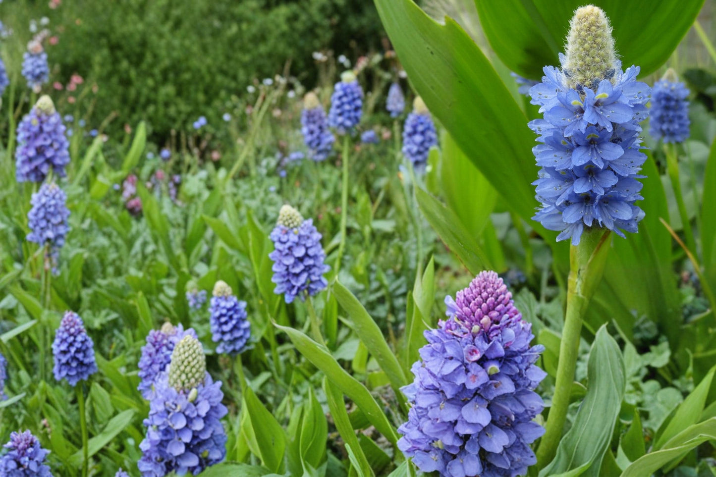 Pickerel Weed Seeds – Pontederia cordata – Perennial Aquatic Plant with Violet-Blue Flowers & Heart-Shaped Leaves