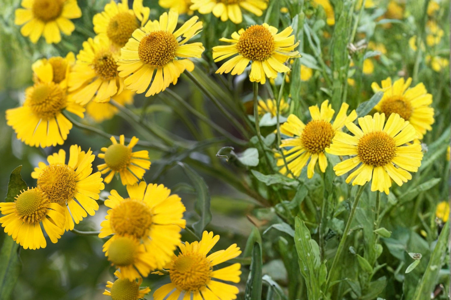 Autumn Sneezeweed Seeds – Helenium autumnale Perennial Wildflower with Bright Yellow Daisy-Like Blooms