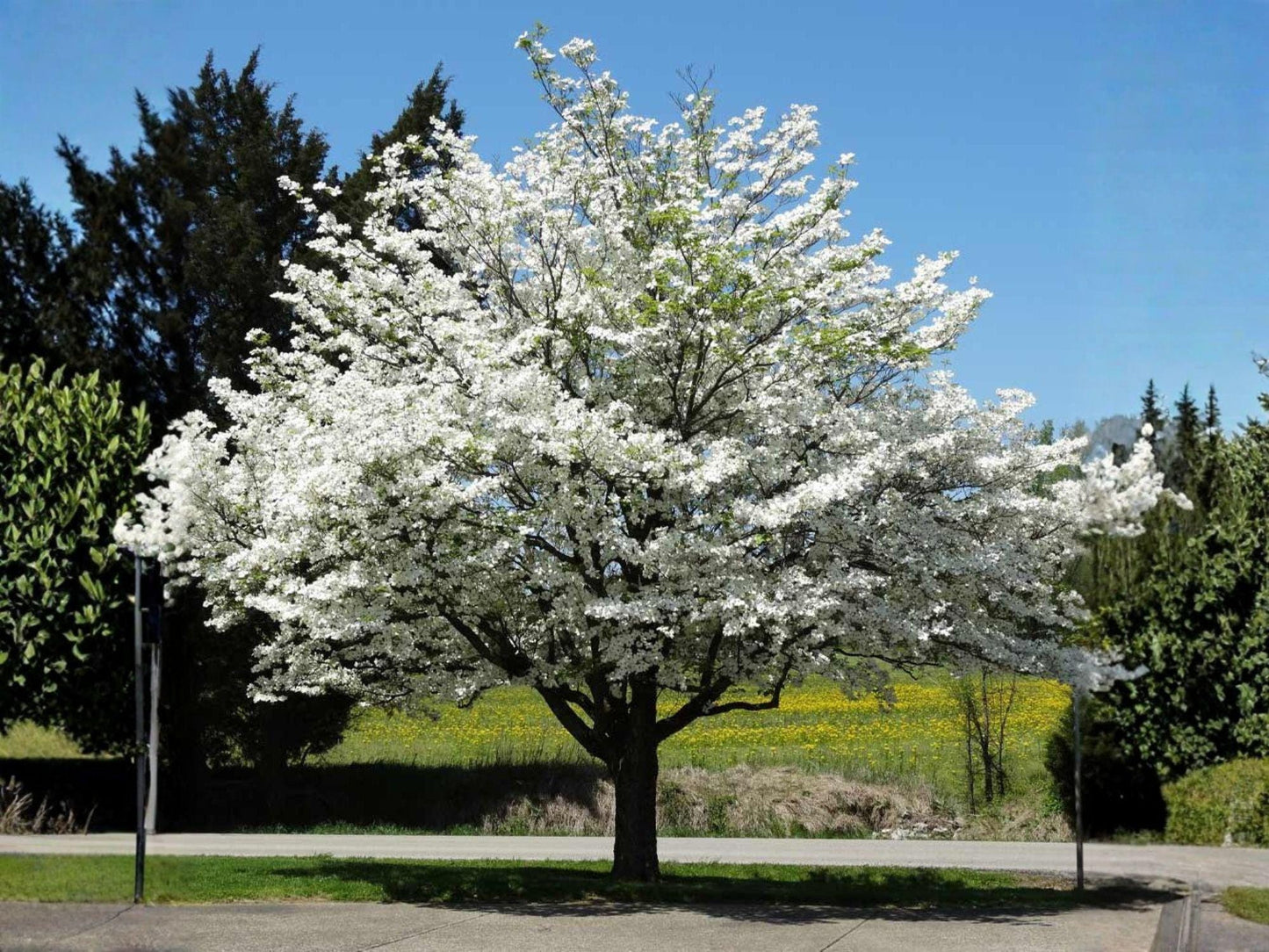 White Flowering Dogwood Trees – 2 Live Plants, Cornus florida, Ornamental Spring Bloomers