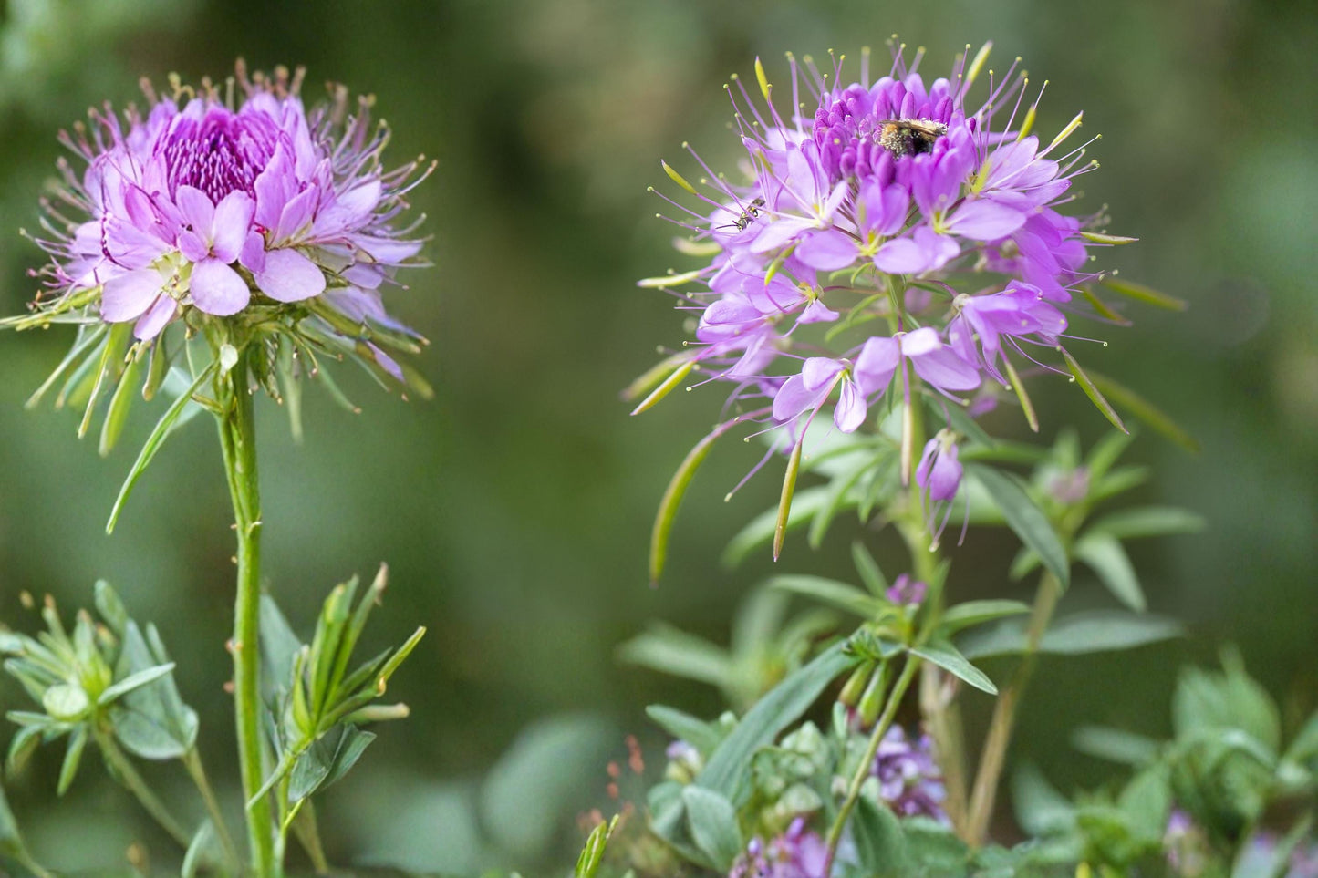 Rocky Mountain Bee Plant Seeds – Cleome serrulata Wildflower, Pink to Purple Flowers, Pollinator, Drought Tolerant, Prairie Plant