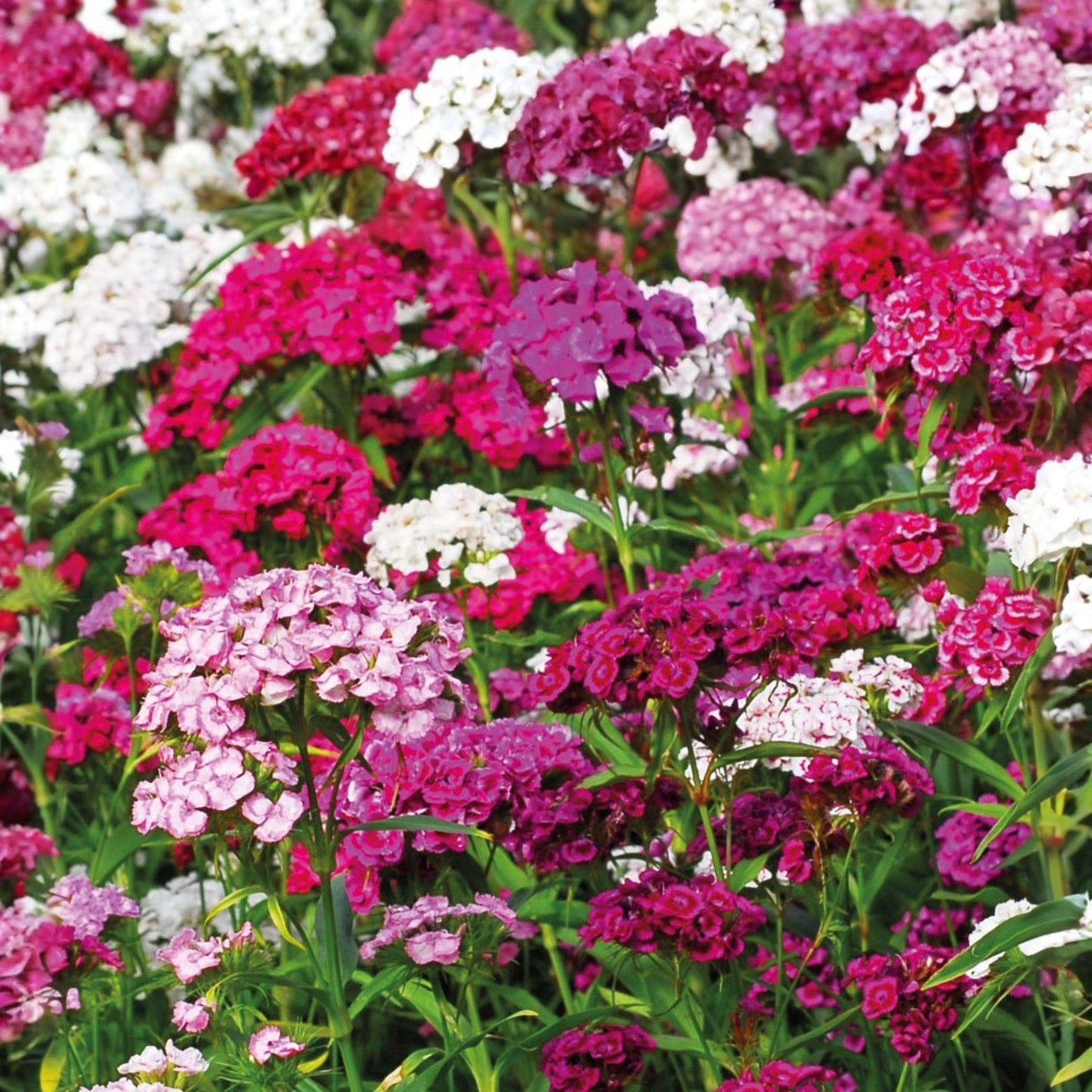 Sweet William Seeds, Dianthus barbatus, Cottage Garden Pollinator Plant, Fragrant Clusters, 100 Seeds