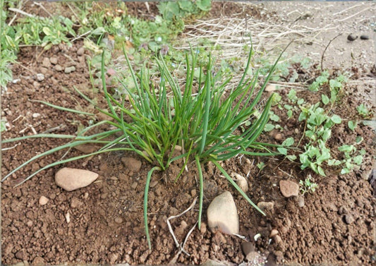 Chives Seeds 250 Allium schoenoprasum Non-GMO Perennial Culinary Herb for Garden, Kitchen, Container Planting