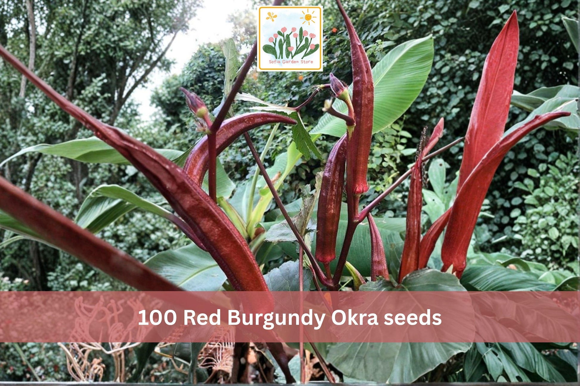Red Burgundy Okra Seeds – Heirloom Red Pod Vegetable, Fruiting Plant, Abelmoschus esculentus, Garden Seeds, 100 Pack