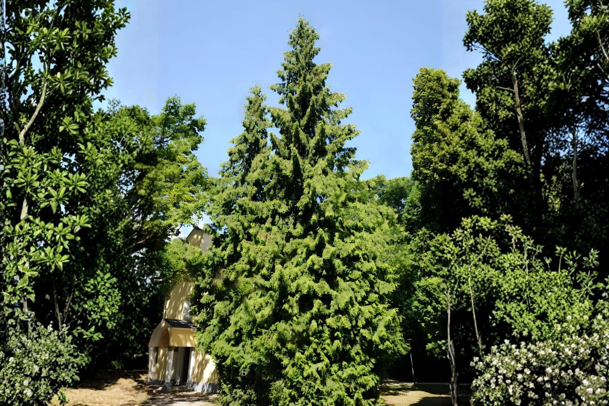 Arborvitae Seeds (50) | White Cedar Tree Evergreen Foliage | Thuja occidentalis for Hedges & Privacy Screens