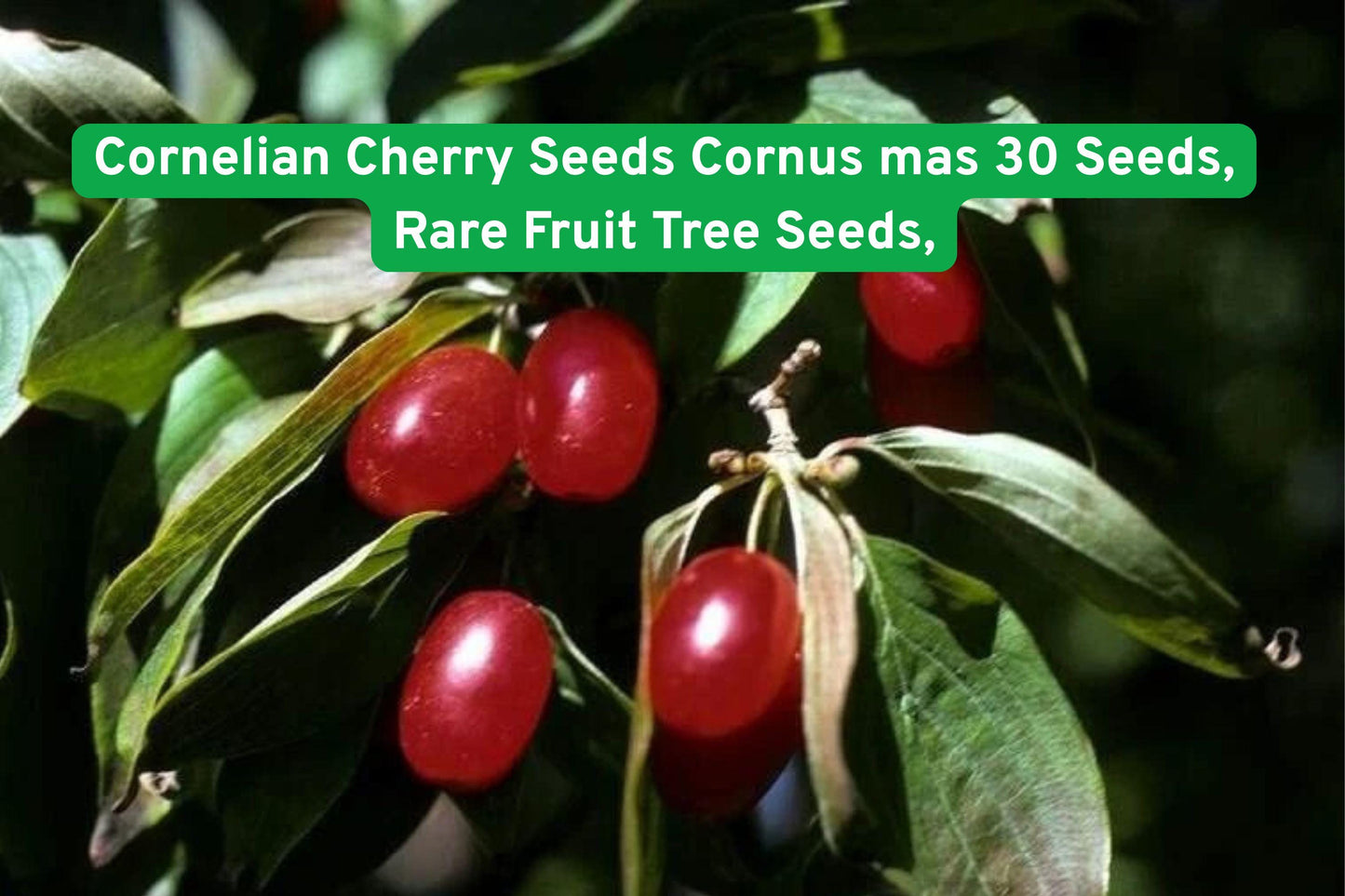 cornelian cherry seeds, edible fruit tree, rare fruit seeds, dogwood fruit, spring flowering shrub, cold hardy seeds, ornamental fruit tree, backyard orchard, edible landscaping, unique garden plant, red fruit seeds, early bloom plant, deciduous fruit tree