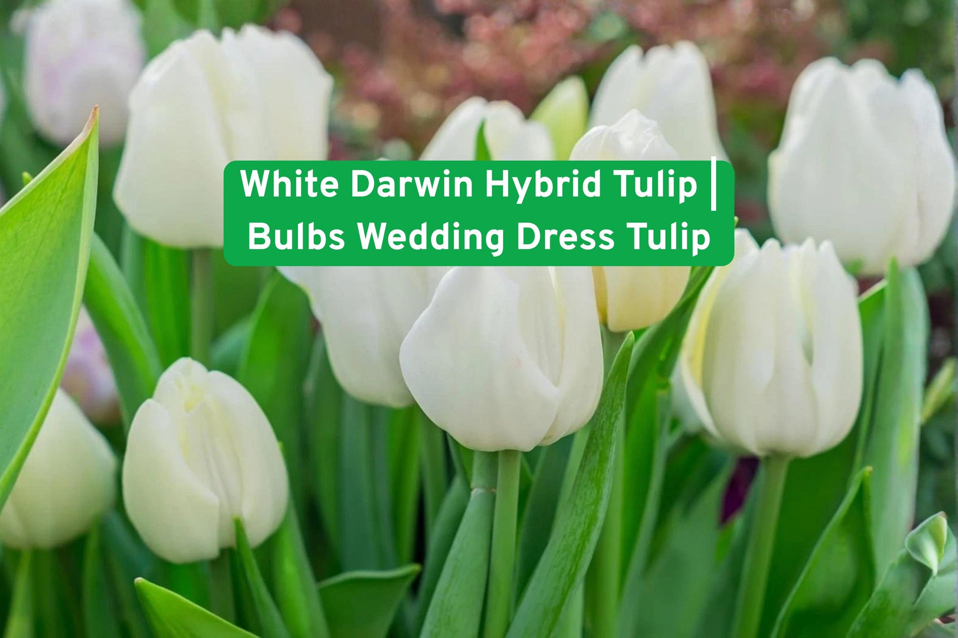 white tulip bulbs, wedding tulip flowers, hybrid tulip bulbs, spring garden bulbs, elegant flower bulbs, cut flower tulips, white flower bulbs, perennial tulip bulbs, garden border tulips, wedding decor flowers, easy grow tulips, pure white tulips, spring flowering bulbs