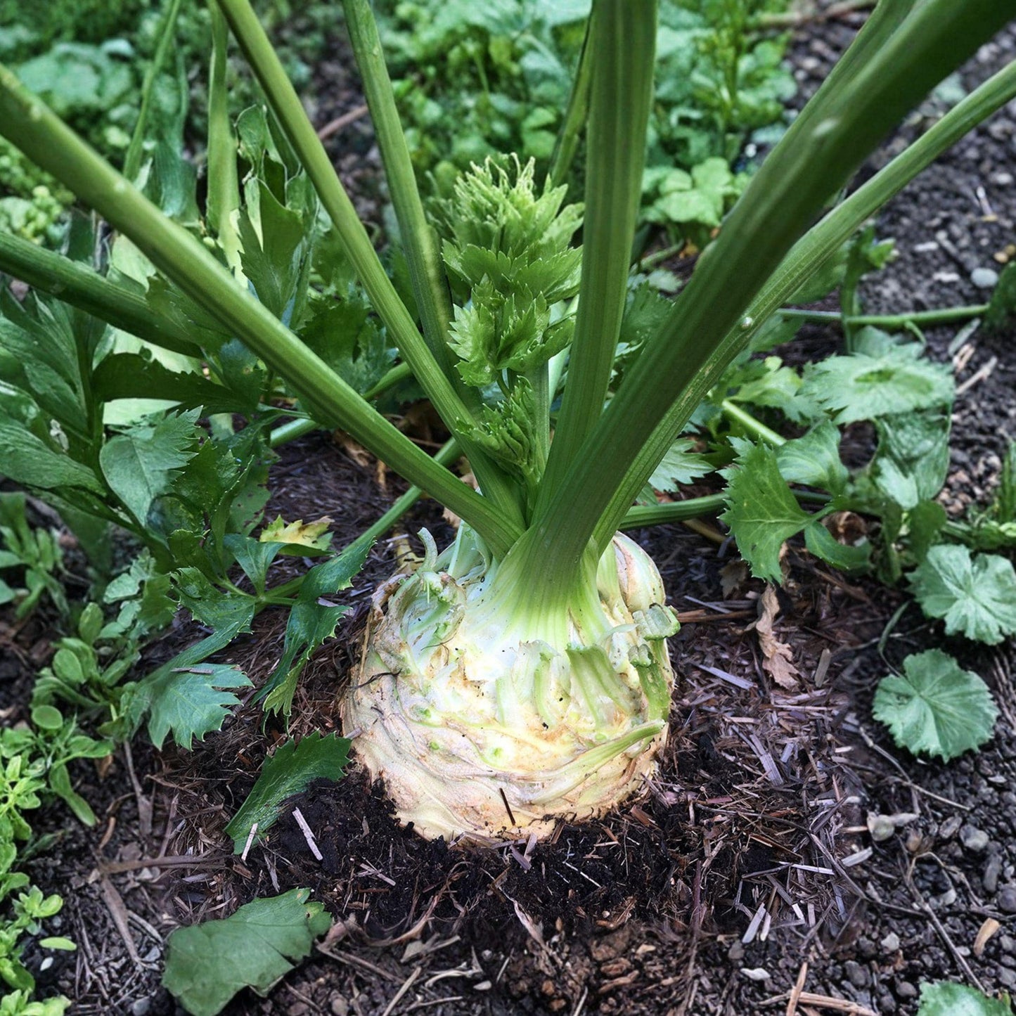 Giant Prague Celeriac Seeds 200 | Root Vegetable, Apium graveolens var. rapaceum | Celery Root for Soups & Salads