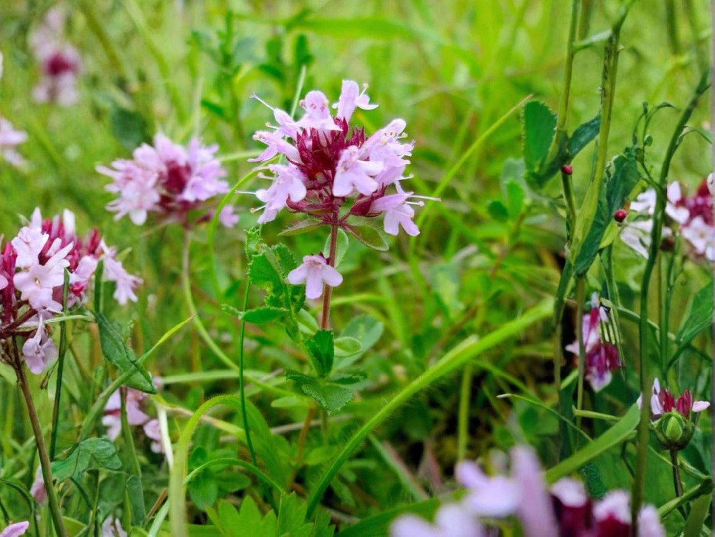 Creeping Thyme Seeds - Heirloom, Non-GMO Ground Cover Herb for Pollinator Gardens - Thymus serpyllum