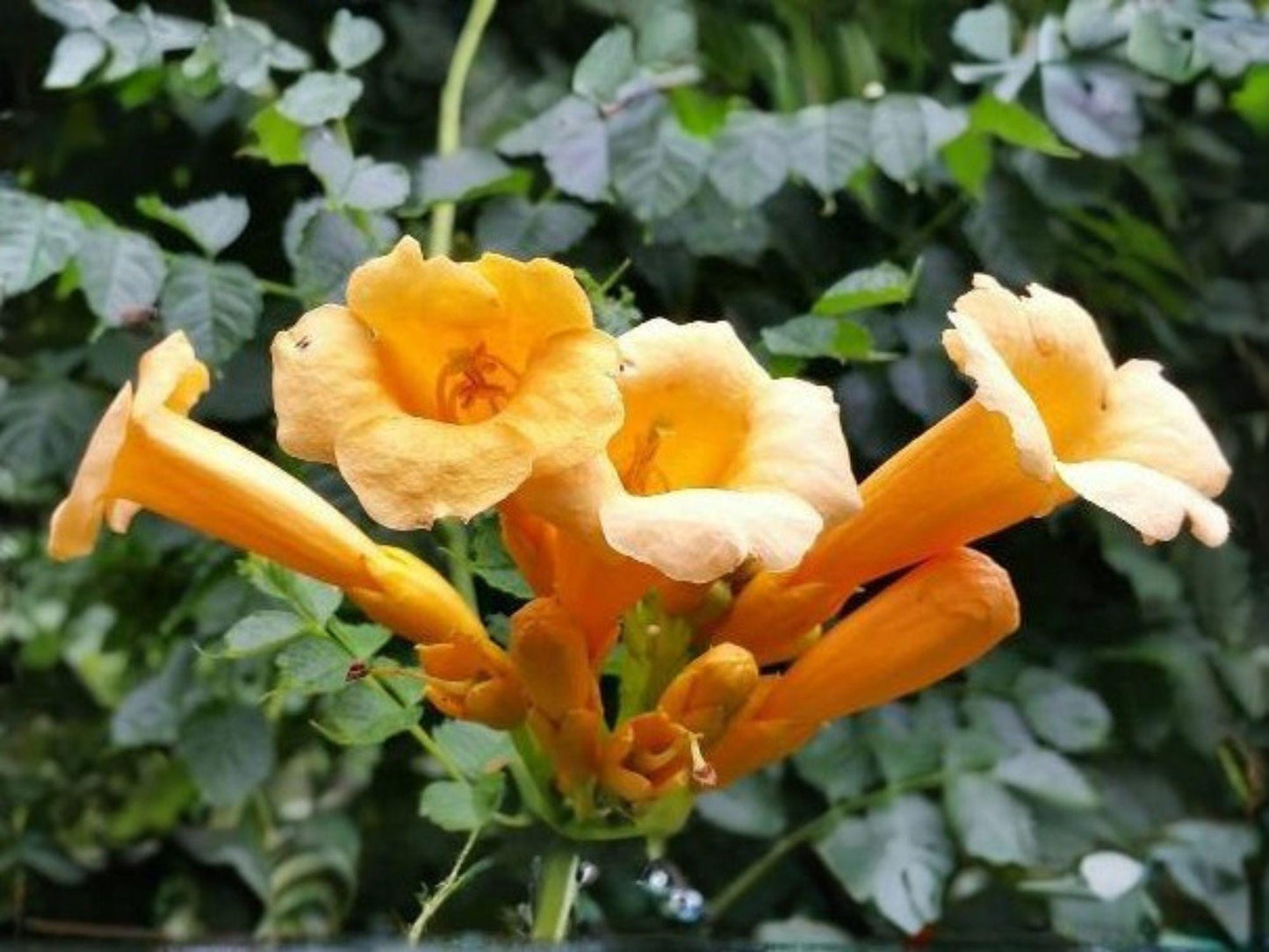 Yellow Trumpet Vine Seeds - Heirloom, Non-GMO Climbing Flower for Gardens - Campsis radicans ‘Flava’