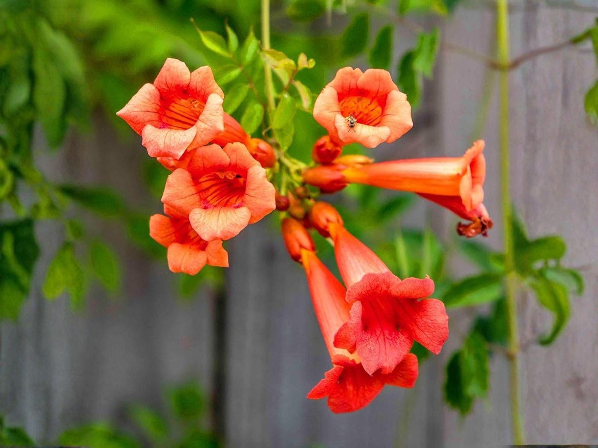 Trumpet Creeper Vine Seeds – Heirloom Red-Orange Climbing Flower, Pollinator Attractor, Campsis radicans