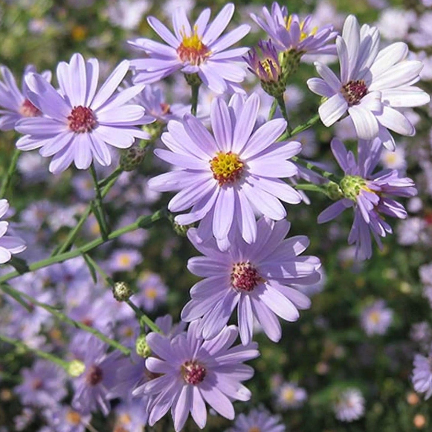 Aromatic Aster Seeds 100 Symphyotrichum oblongifolium Native Purple Fall Wildflower Perennial for Pollinator Gardens