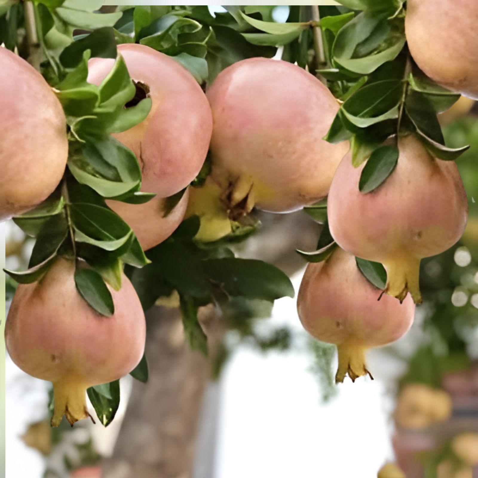 Rare Babylonian White Pomegranate Cuttings – Heirloom Fruit Variety, 3 Live Unrooted Shrubs, Punica granatum ‘Babylonian White’