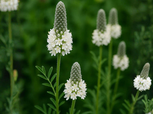 Dalea candida White Prairie Clover Seeds – Heirloom Non-GMO Native Wildflower for Prairie Garden & Natural Landscapes