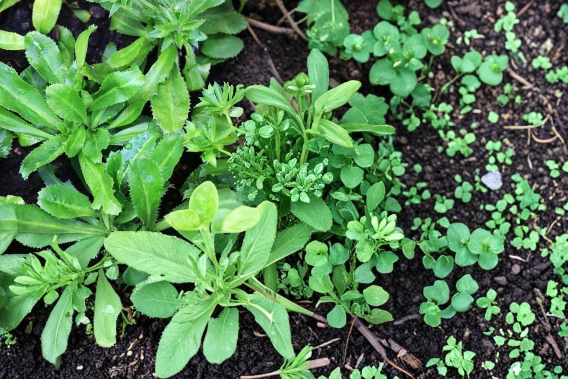 Vietnamese Culantro Seeds – Eryngium foetidum, Tropical Herb for Culinary Use, Long Serrated Leaves, Perennial, 100 Seeds