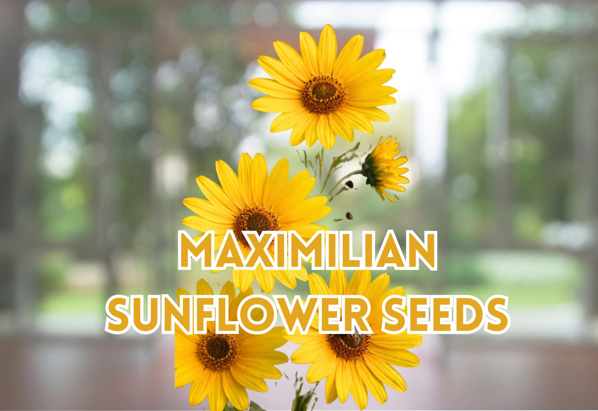 Maximilian Sunflower Seeds Tall Perennial Wildflower Pollinator Friendly Garden, Helianthus maximiliani