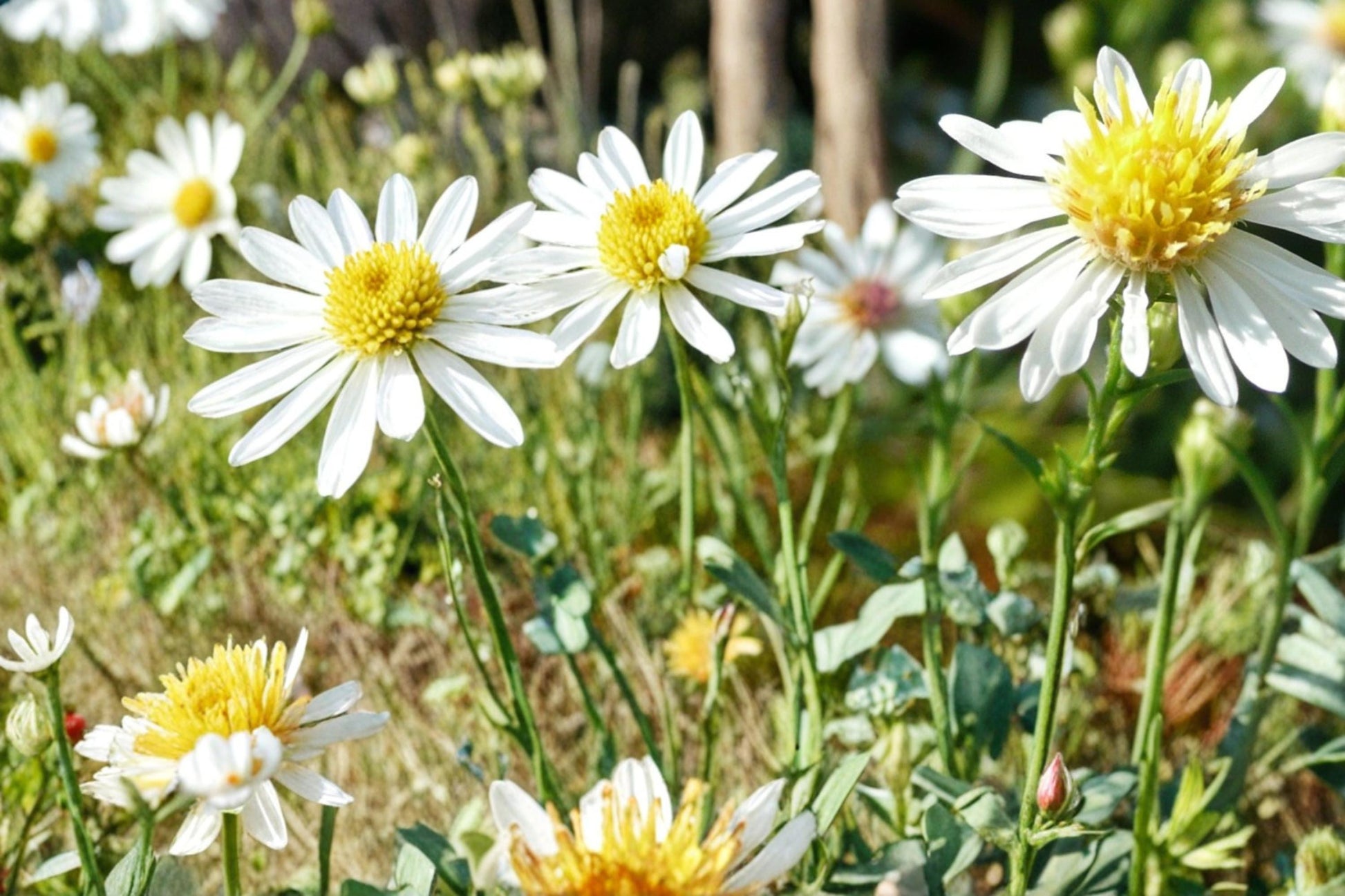 False Aster Seeds – Boltonia asteroides Herbaceous Perennial with White Daisy-like Flowers, 100 Seeds
