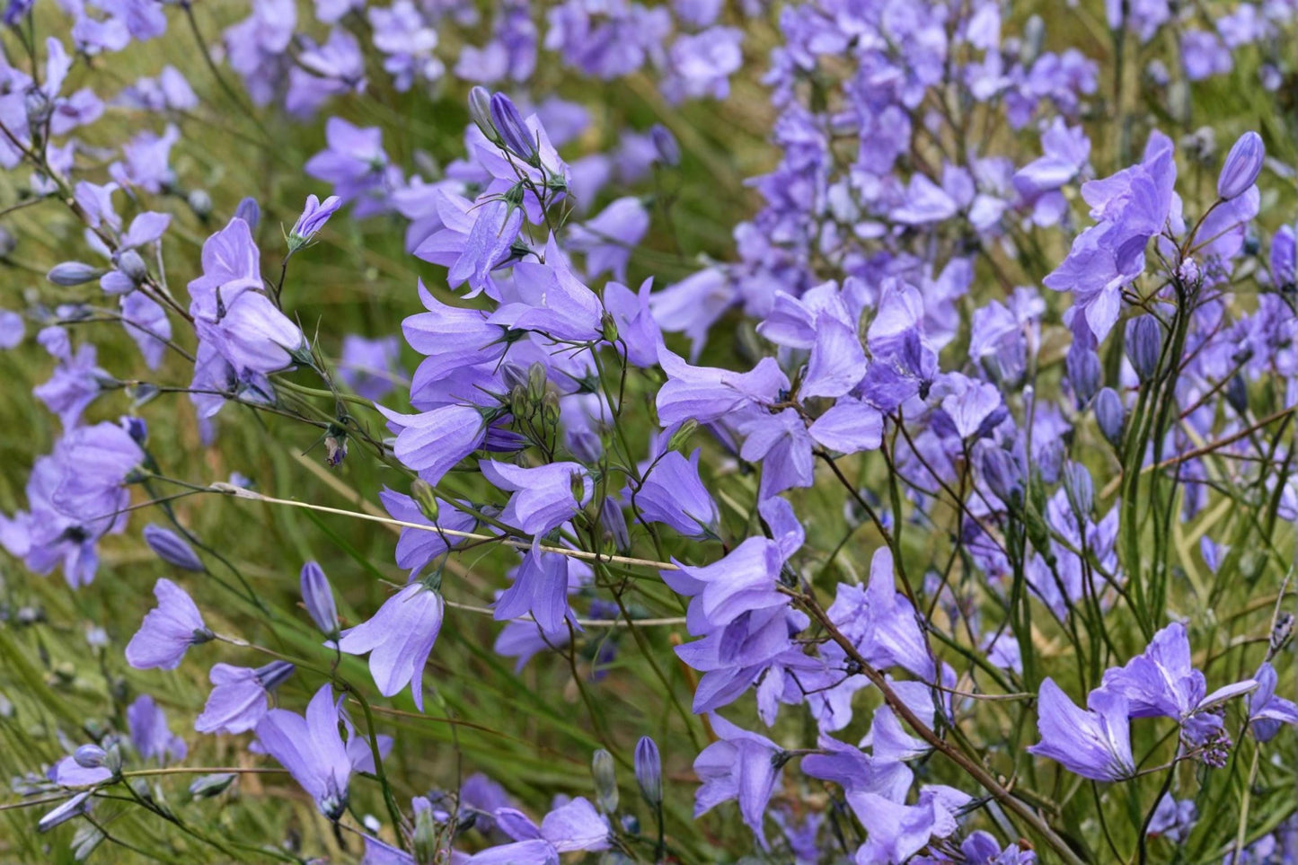 Harebells Seeds 100 Pack – Campanula rotundifolia Blue Wildflower for Rock Gardens & Borders