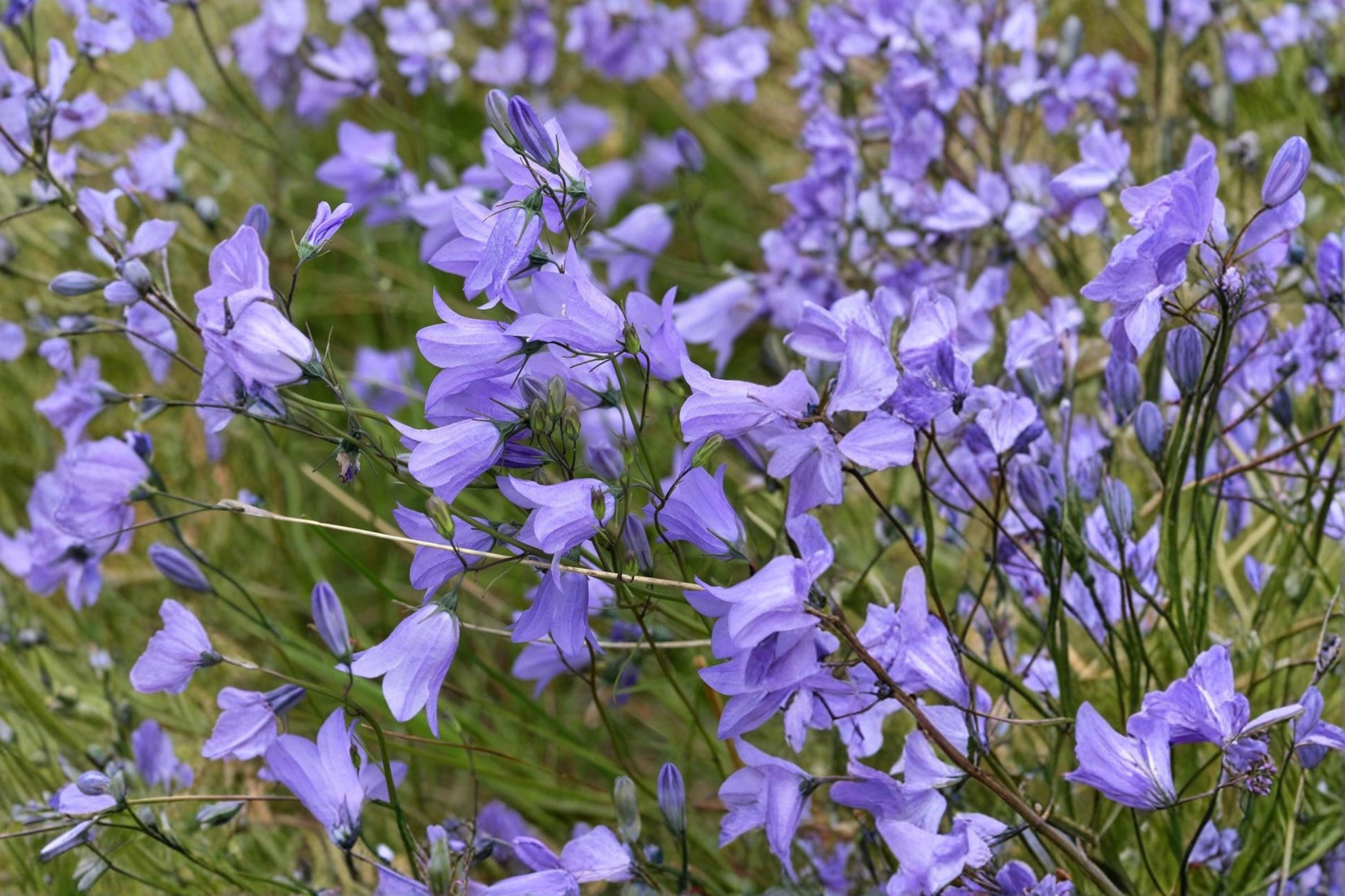 Harebells Seeds 100 Pack – Campanula rotundifolia Blue Wildflower for Rock Gardens & Borders