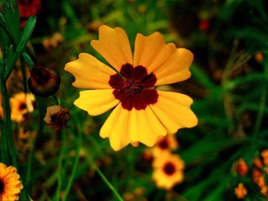 Coreopsis basalis Golden Wave Tickseed Seeds – Heirloom Non-GMO Wildflower Garden Seeds for Pollinator Gardens