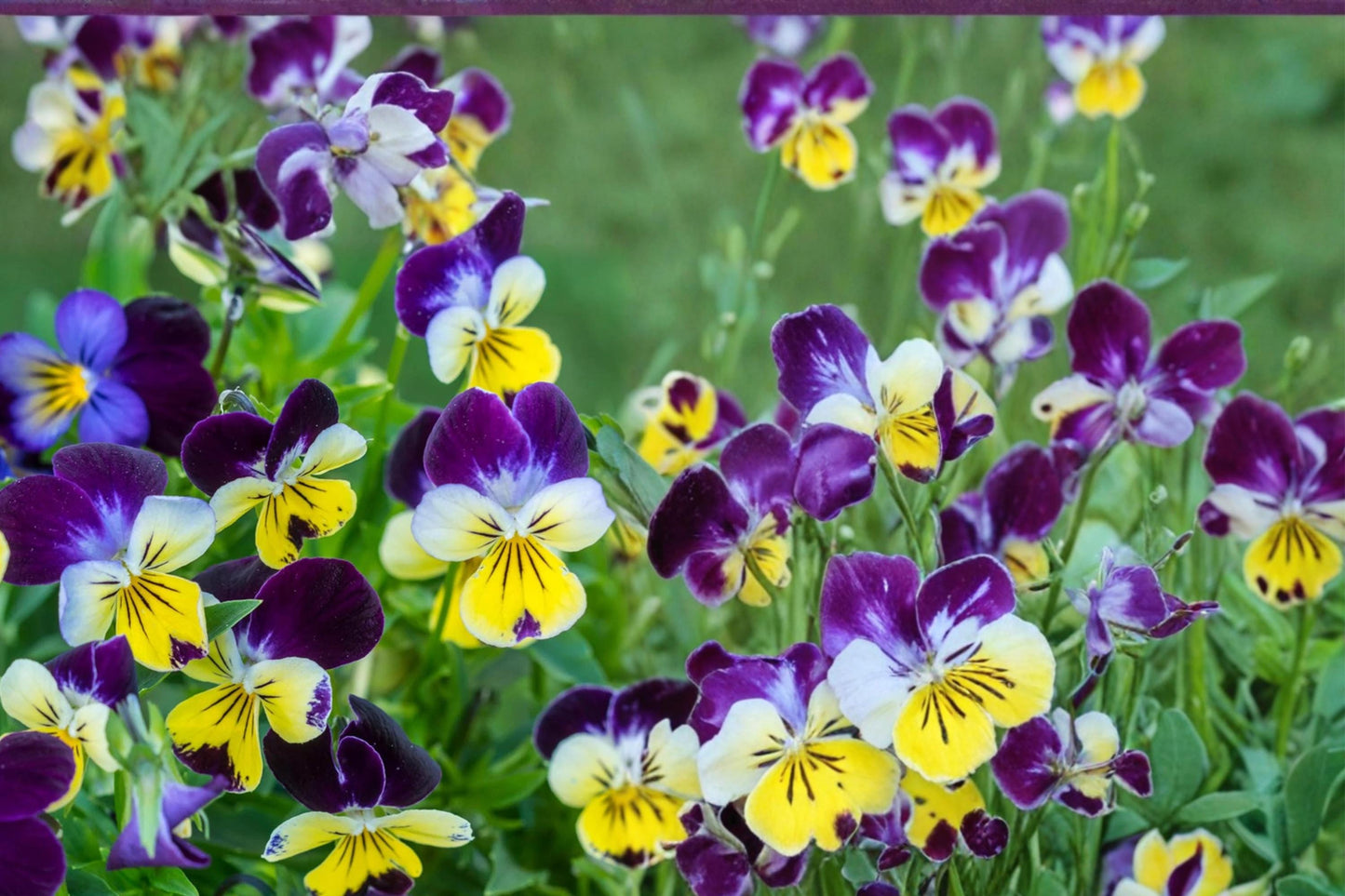 Johnny Jump Up Seeds – Viola tricolor, 100 Pack, Tricolor Flowers, Border & Container Plant, Herbaceous Annual