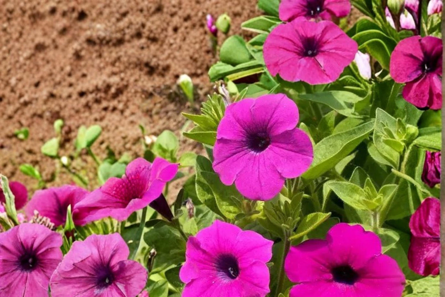 Wild Petunia Seeds – 100 Seeds, Petunia violacea, Purple Funnel-Shaped Flowers, Groundcover & Border Plant