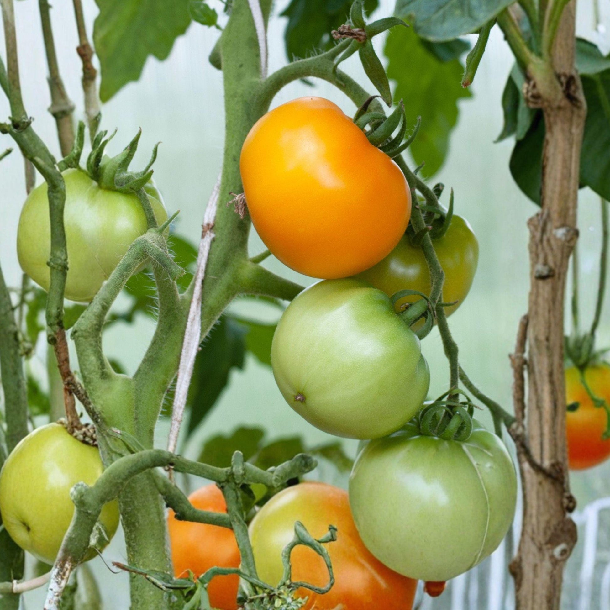 Sunray Heirloom Tomato Seeds, Golden Slicing, Low Acid, Indeterminate Solanum lycopersicum, 20 Seeds