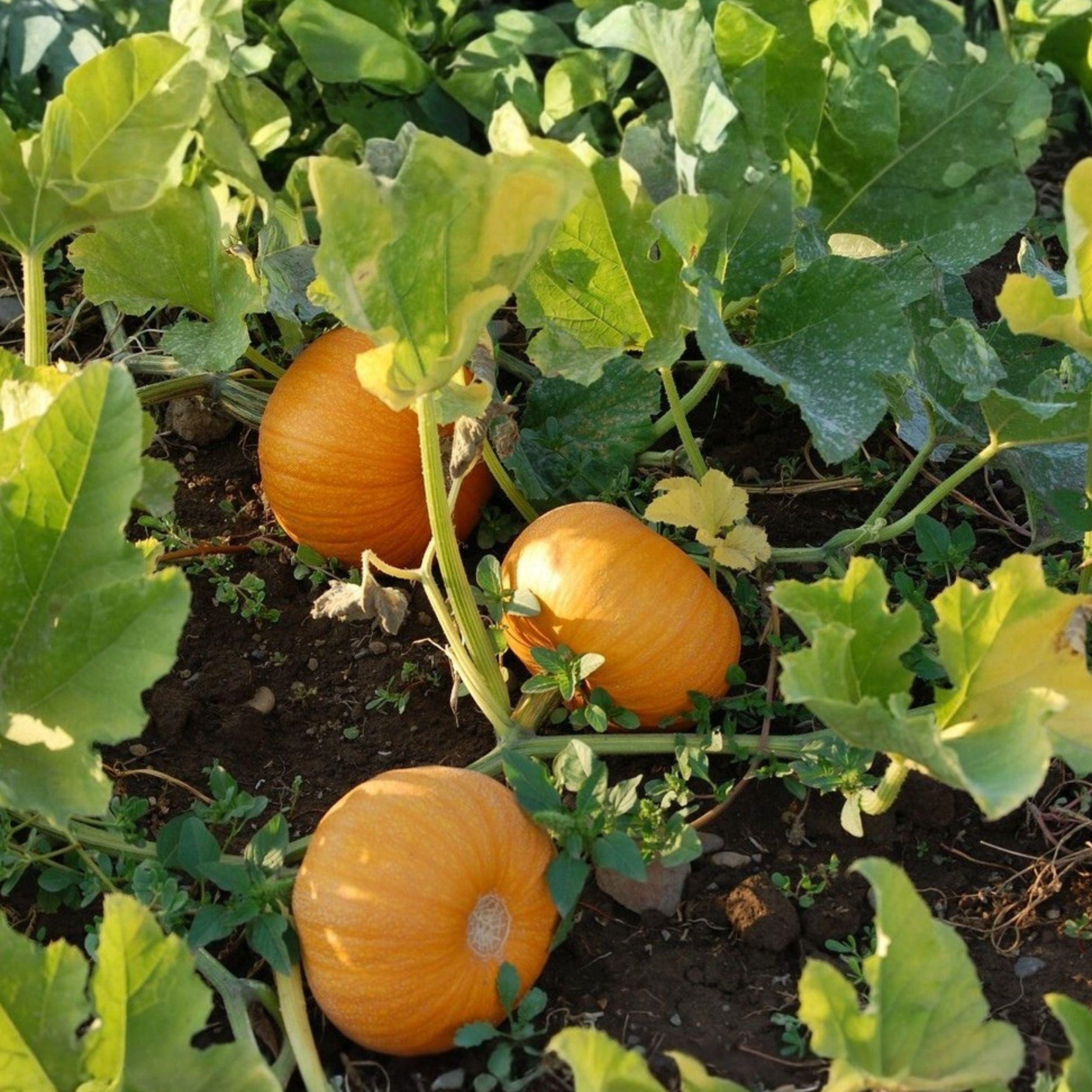 Sugar Pie Pumpkin Seeds, Small Vining Baking Squash, Heirloom Cucurbita pepo, 7 Seeds