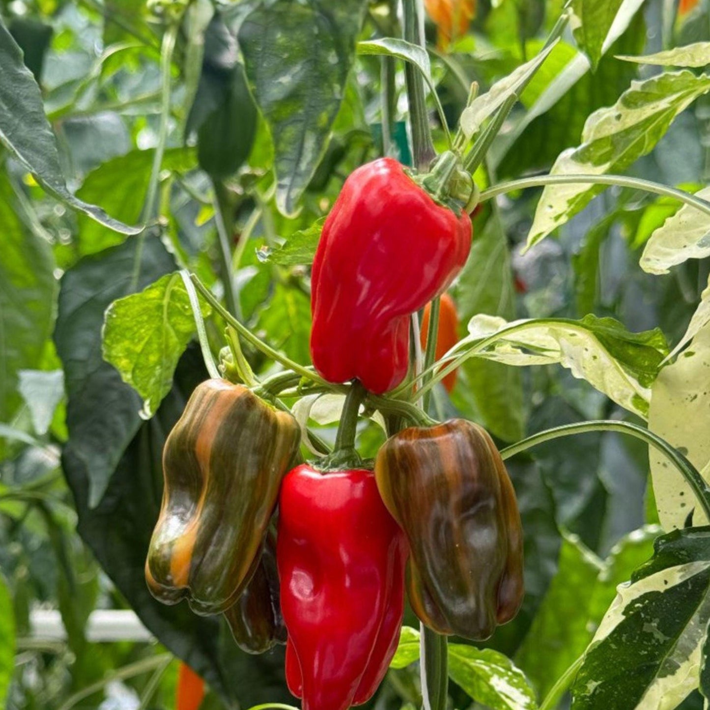 Mini Sweet Bell Pepper Seeds, Red Yellow Orange Mix, Bushy Annual Vegetable, Capsicum annuum