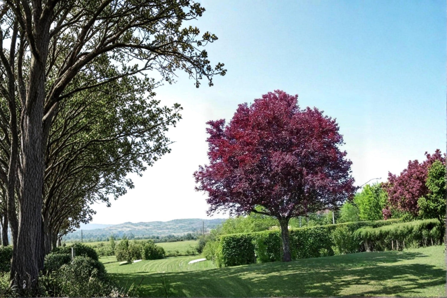 Cistena Plum Live Plants – Purple Leaf Ornamental Tree, Prunus cerasifera, 2ft Tall, Pink Spring Blossoms, Compact Growth