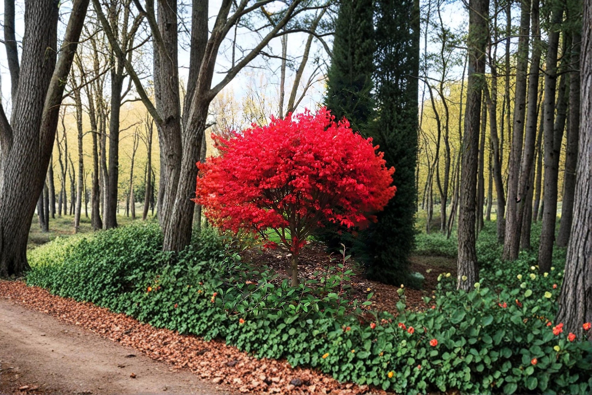 Burning Bush Live Plants 12-18" Euonymus alatus Red Fall Foliage Shrub for Landscaping and Hedges