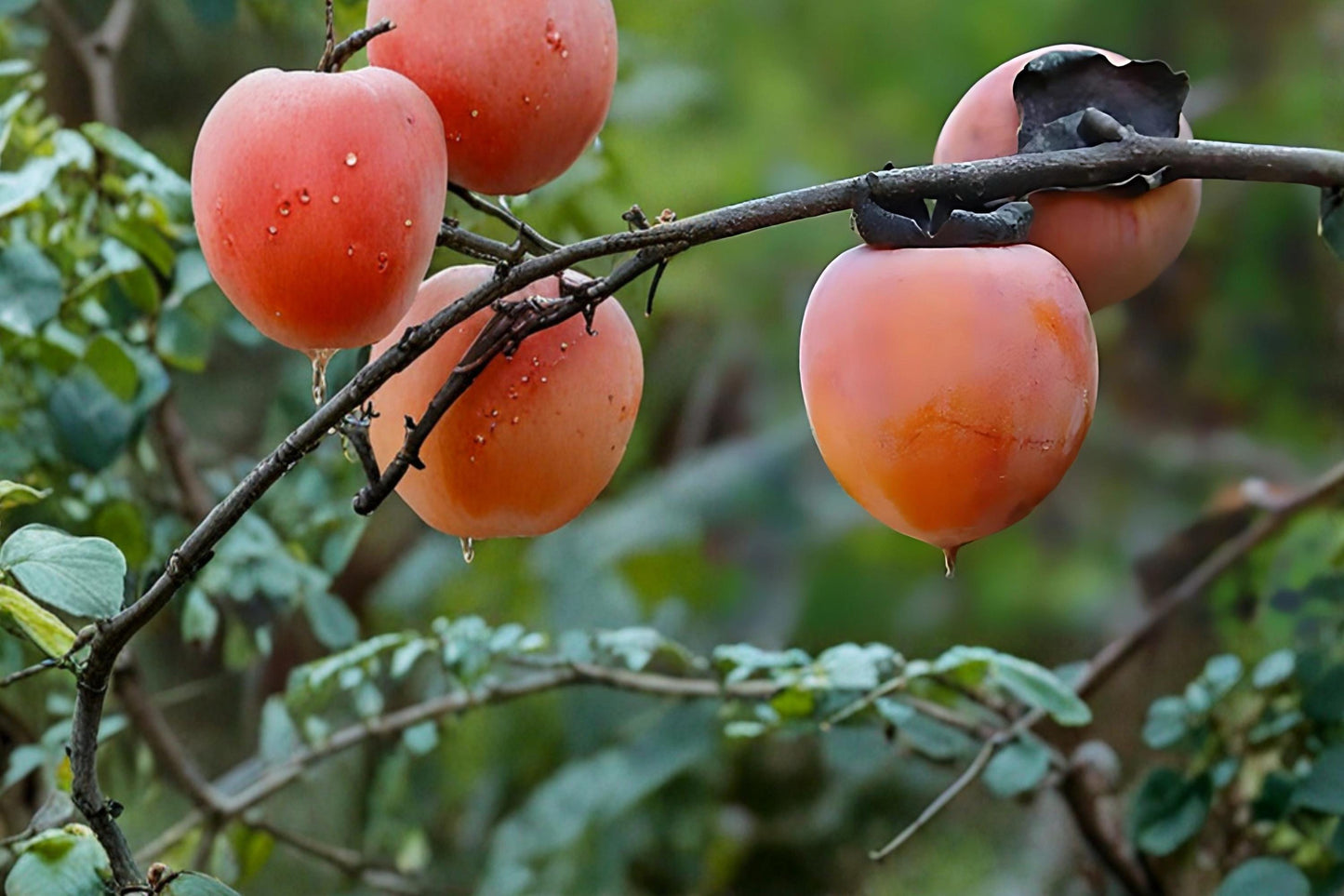 American Persimmon Live Plants 12-24" Bare Root Fruit Tree Diospyros virginiana