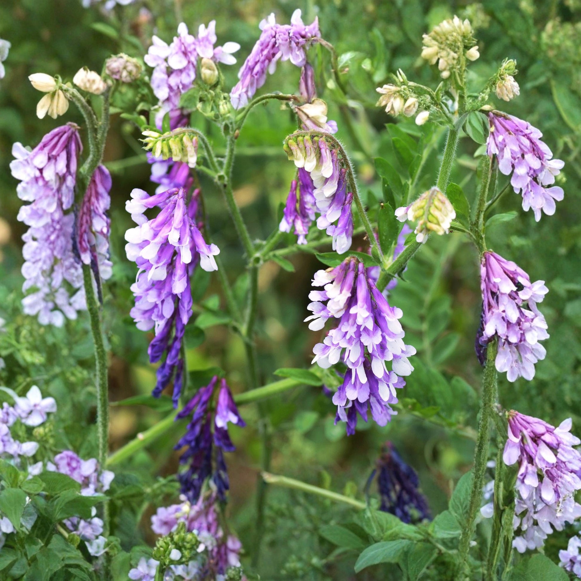 Hairy Vetch Seeds 100 Pack – Nitrogen-Fixing Cover Crop, Pollinator Plant, Vicia villosa