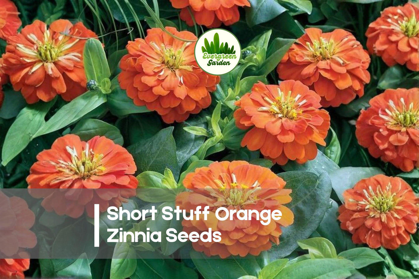 100 Short Stuff Orange Zinnia Seeds – Compact Annual Flower, Bright Orange Blooms, Zinnia elegans for Containers, Borders & Pollinator Gardens