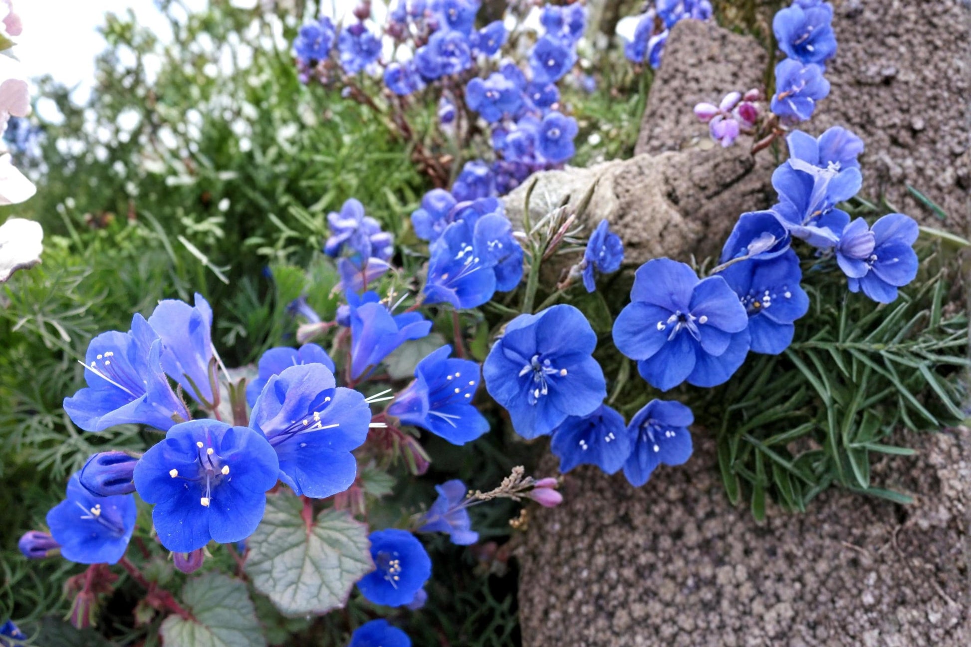 California Bluebells Seeds – Phacelia campanularia, Deep Blue Bell-Shaped Wildflower, Drought Tolerant, Full Sun, Sandy Soil