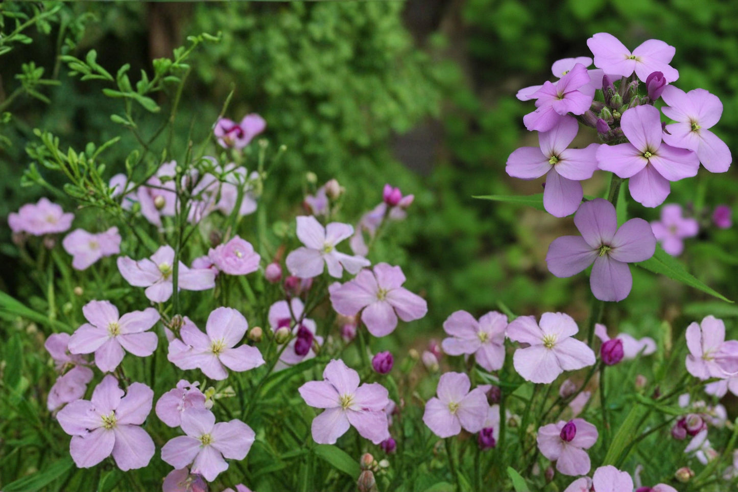 Dame’s Rocket Seeds – 100 Pack – Hesperis matronalis – Fragrant Purple, Pink & White Flowers – Biennial Herbaceous Plant