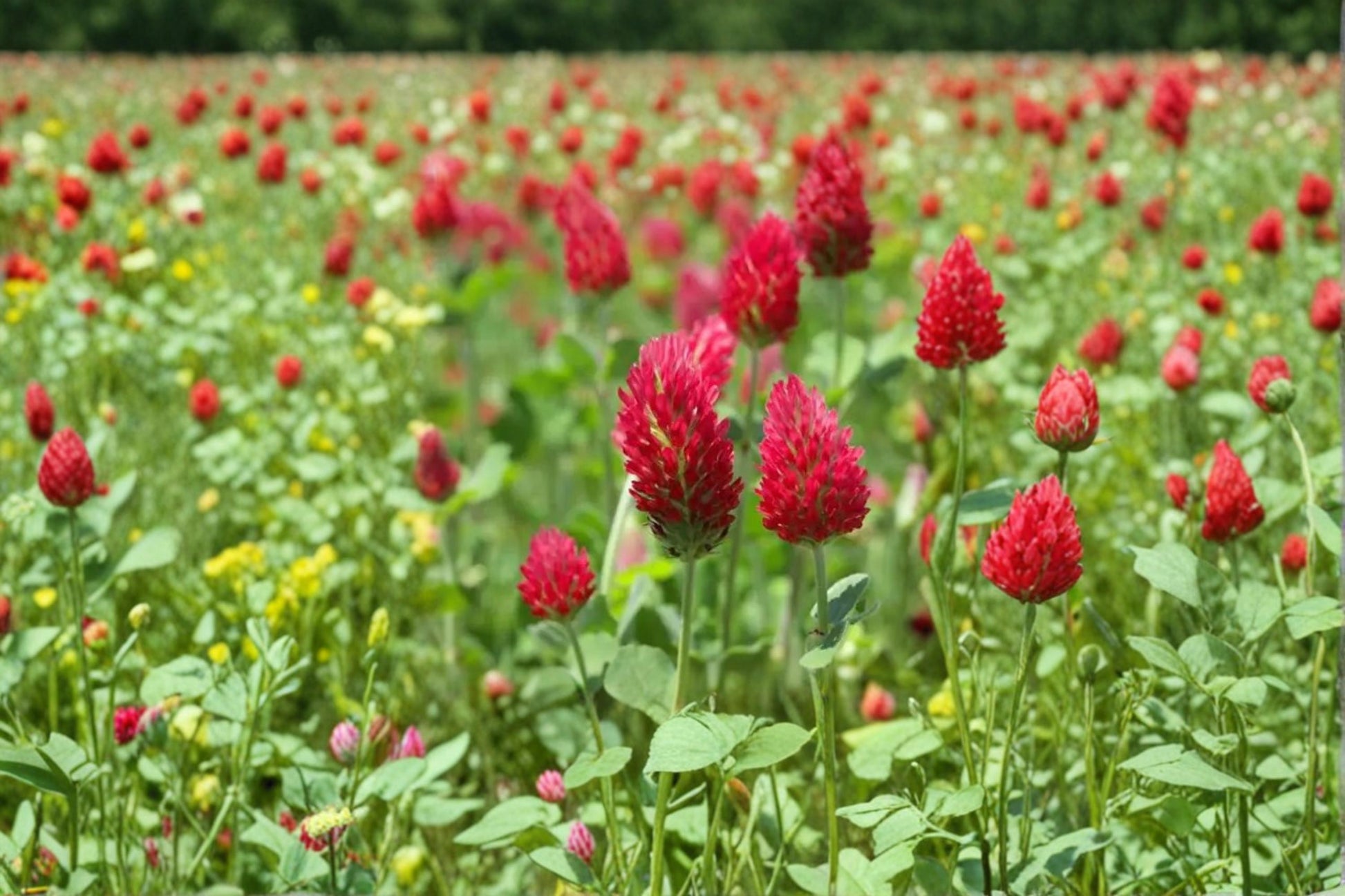 Crimson Clover Seeds 100 Pack – Trifolium incarnatum Herbaceous Annual Cover Crop for Soil Improvement