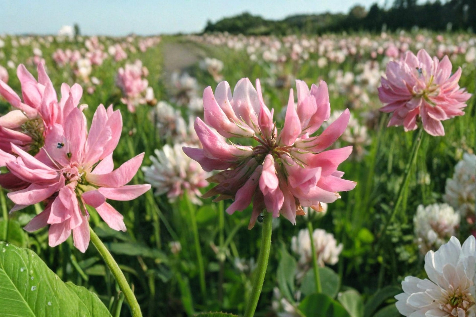 Alsike Clover Seeds 100 Pack – Trifolium hybridum Perennial Pink & White Flowering Legume for Meadows & Soil Improvement