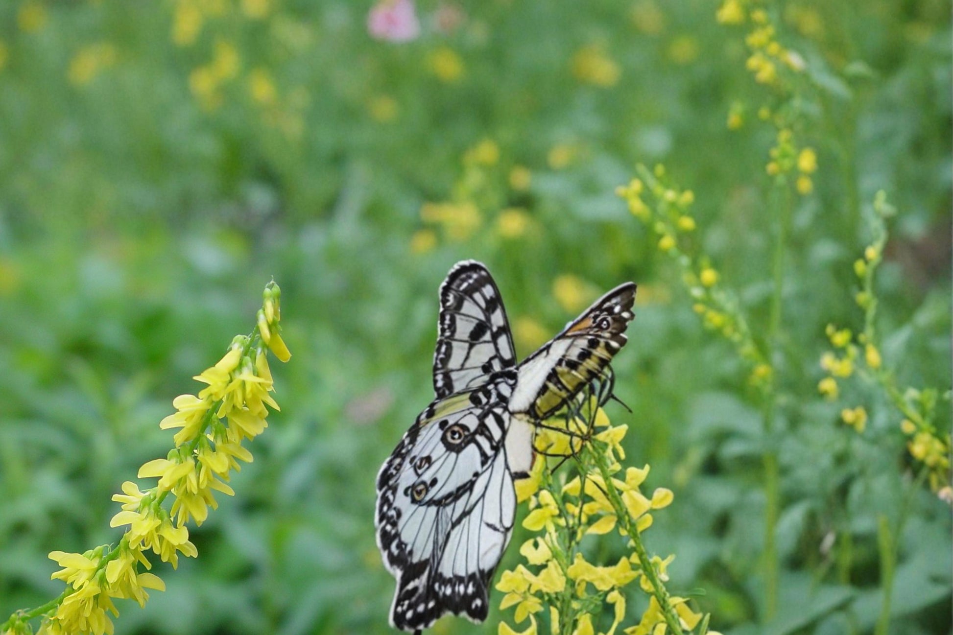 Yellow Sweet Clover Seeds – Melilotus officinalis Herbaceous Biennial Legume for Meadows & Wildflower Gardens