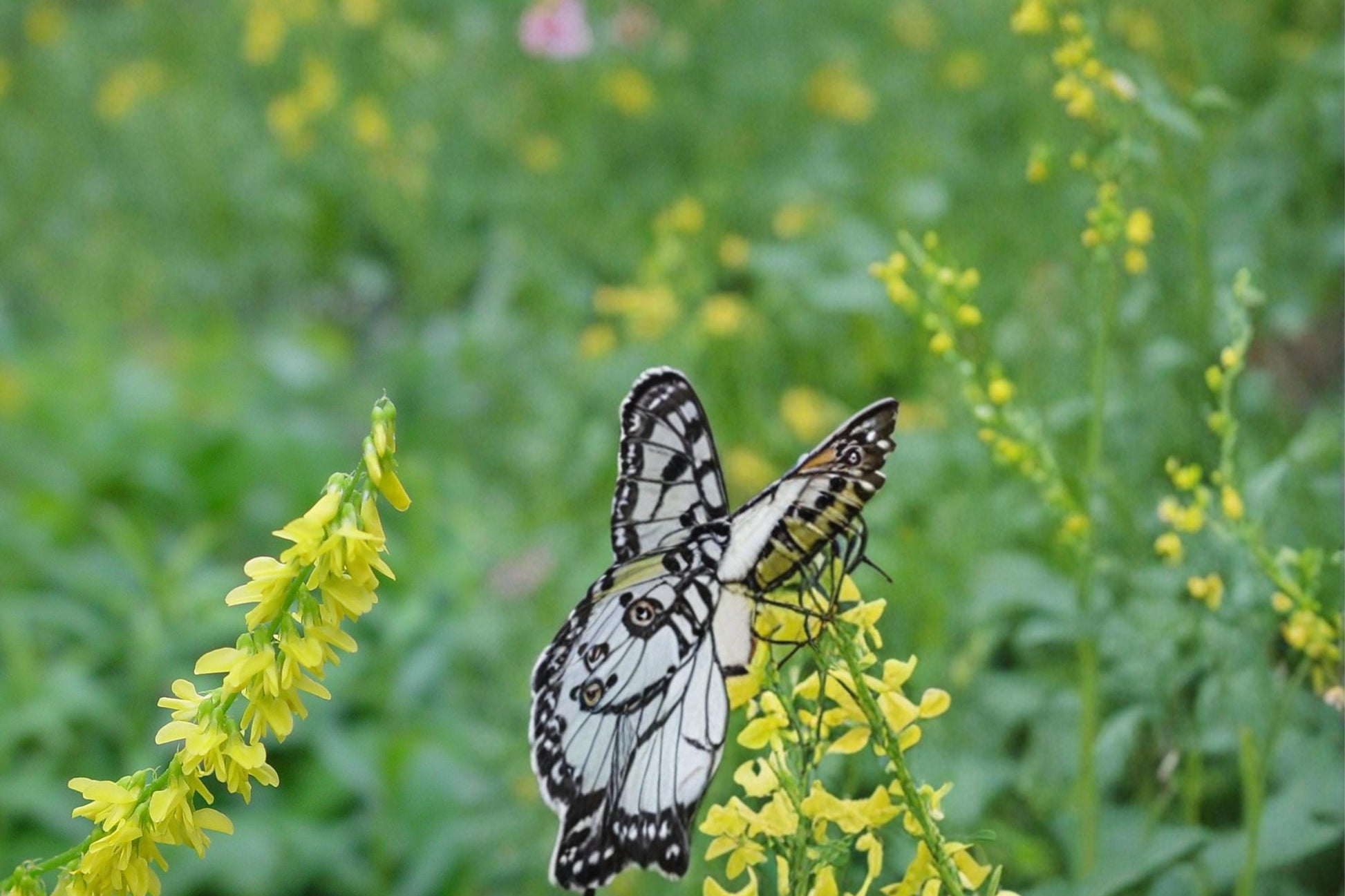 Yellow Sweet Clover Seeds – Melilotus officinalis Herbaceous Legume for Meadows & Naturalized Areas, 100 Seeds