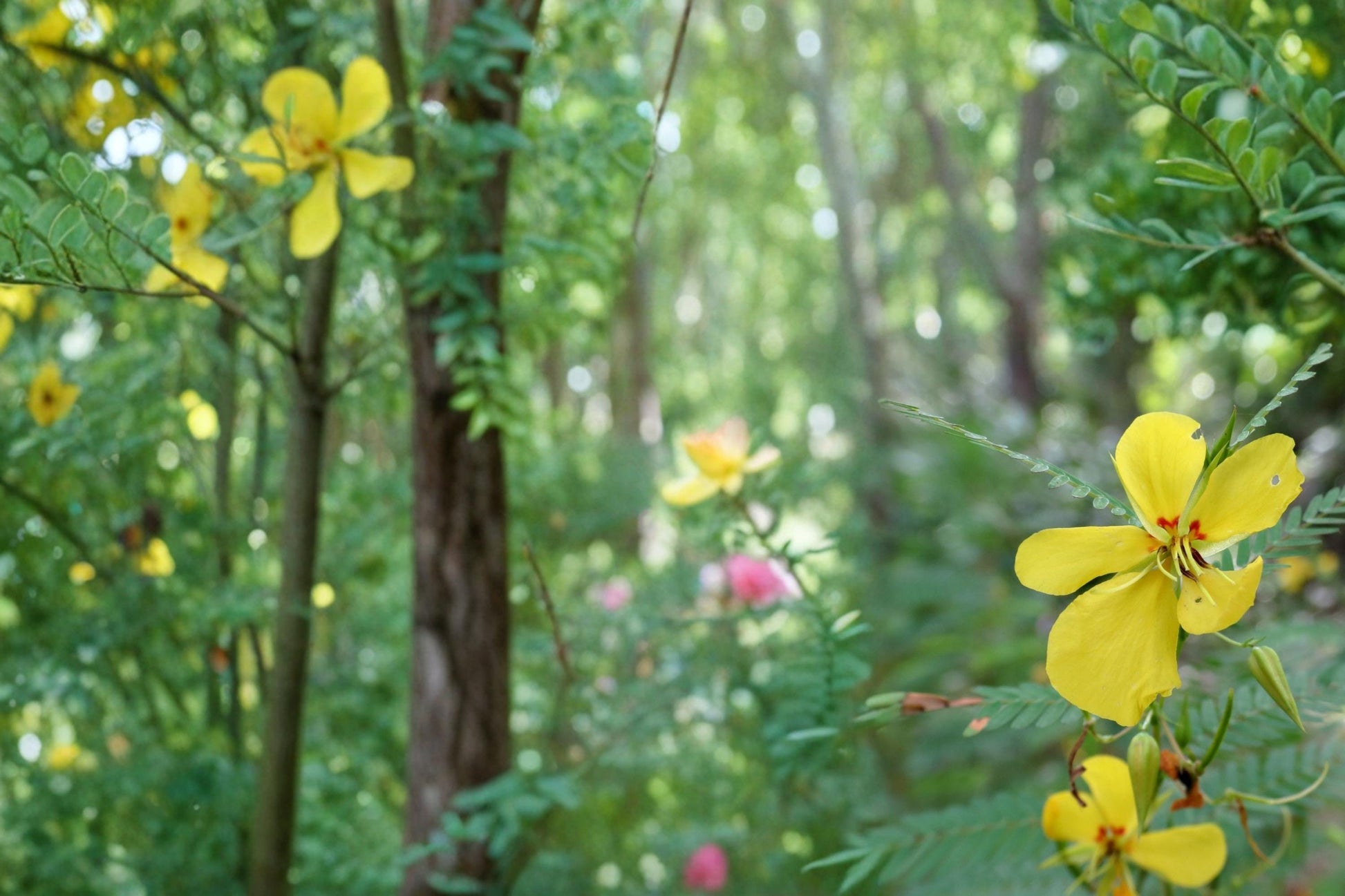 Partridge Pea Seeds 100 Pack – Chamaecrista fasciculata Native Wildflower, Yellow Flowers, Annual Legume for Meadow & Wildflower Gardens