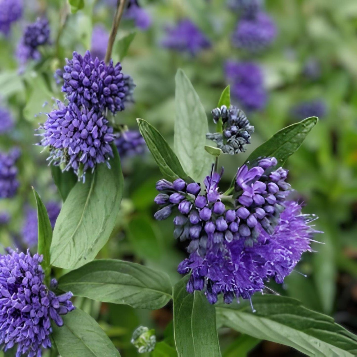 Black Knight Caryopteris Bare Root Shrub – Blue Flowering Ornamental Plant for Bees & Butterflies | Caryopteris x clandonensis