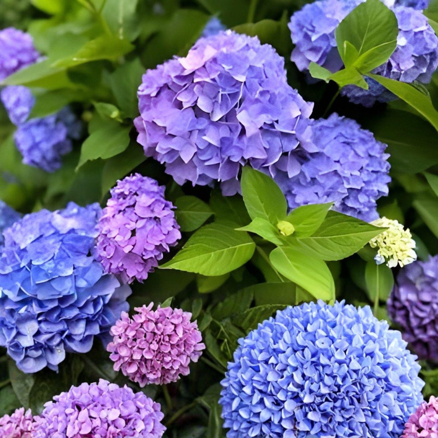 Purple Hydrangea Cuttings – Heirloom Bush, Lush Blooms, Hydrangea macrophylla, Propagation Plant, Live Fresh Cuttings