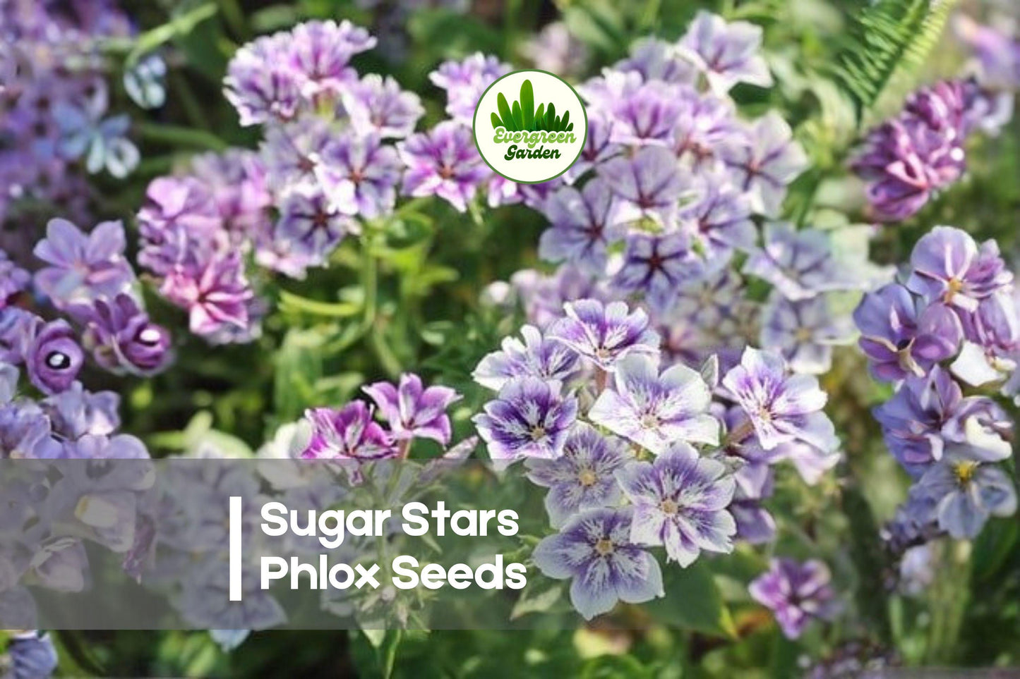 100+ Sugar Stars Phlox Seeds - Starry Violet Annual Flower for Borders, Containers, Pollinator Gardens - Phlox drummondii