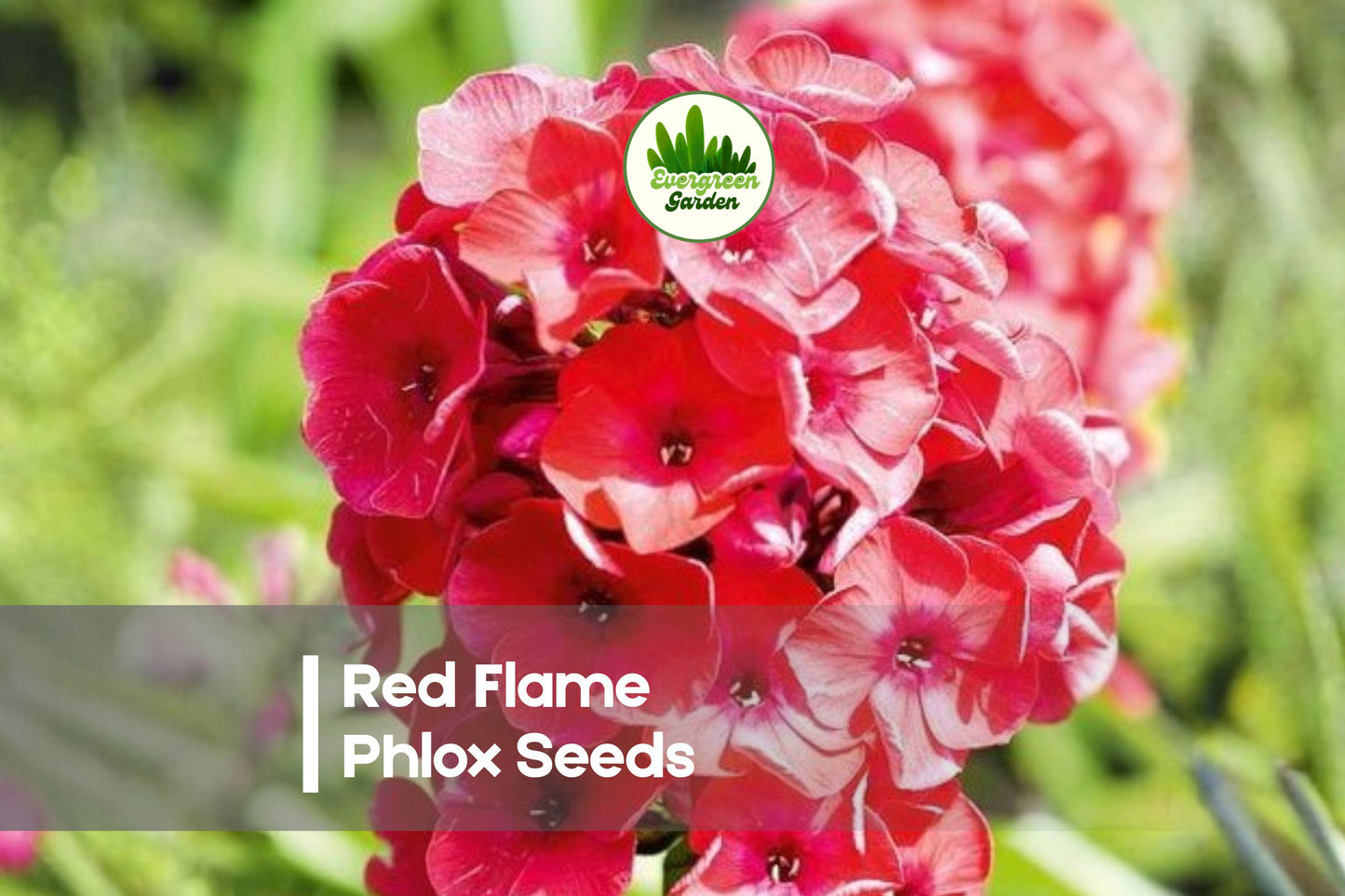 Red Flame Phlox Seeds – Bright Red Annual Flower for Borders, Containers, Pollinator Gardens – Phlox drummondii