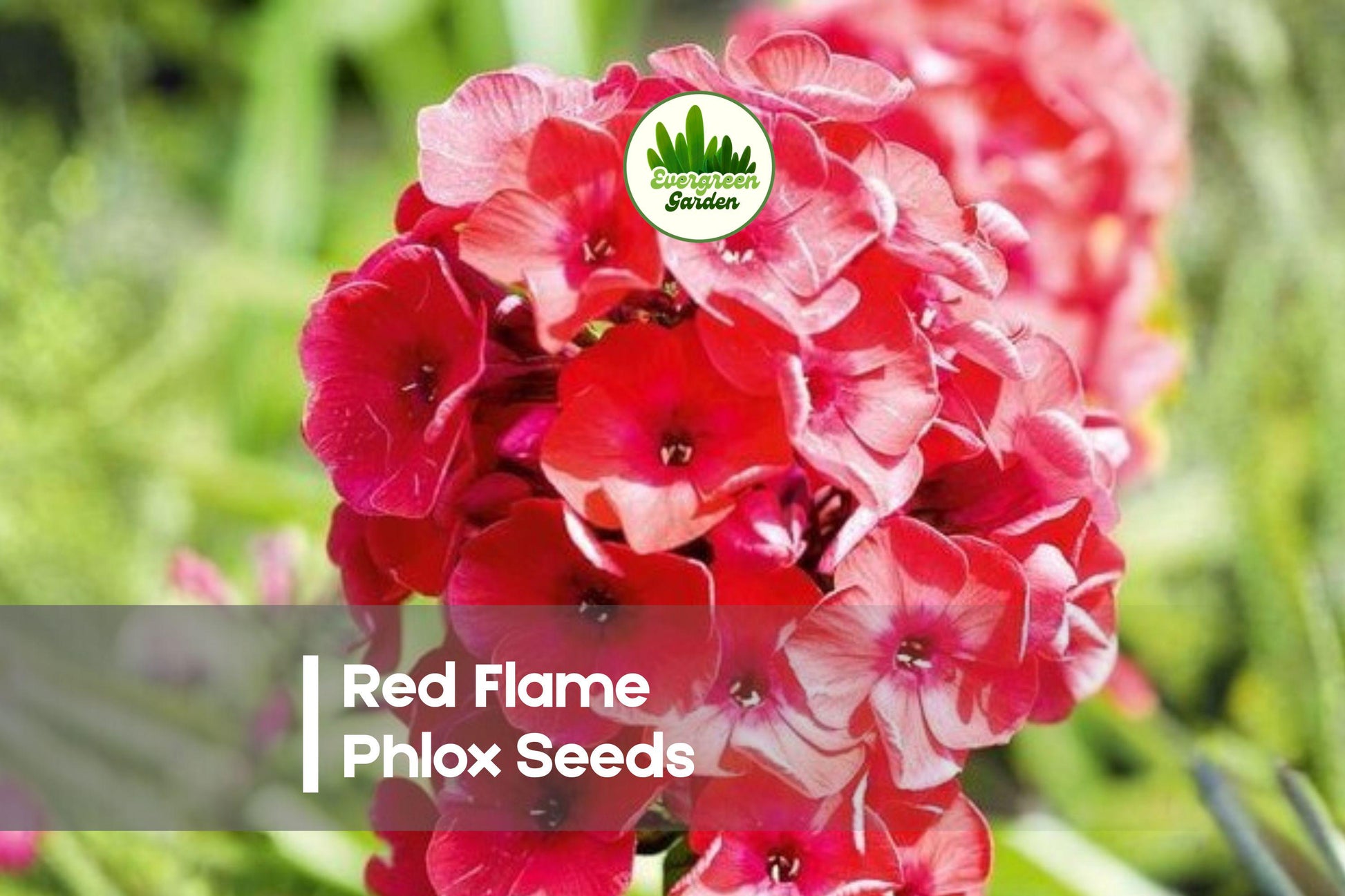 Red Flame Phlox Seeds – Bright Red Annual Flower for Borders, Containers, Pollinator Gardens – Phlox drummondii