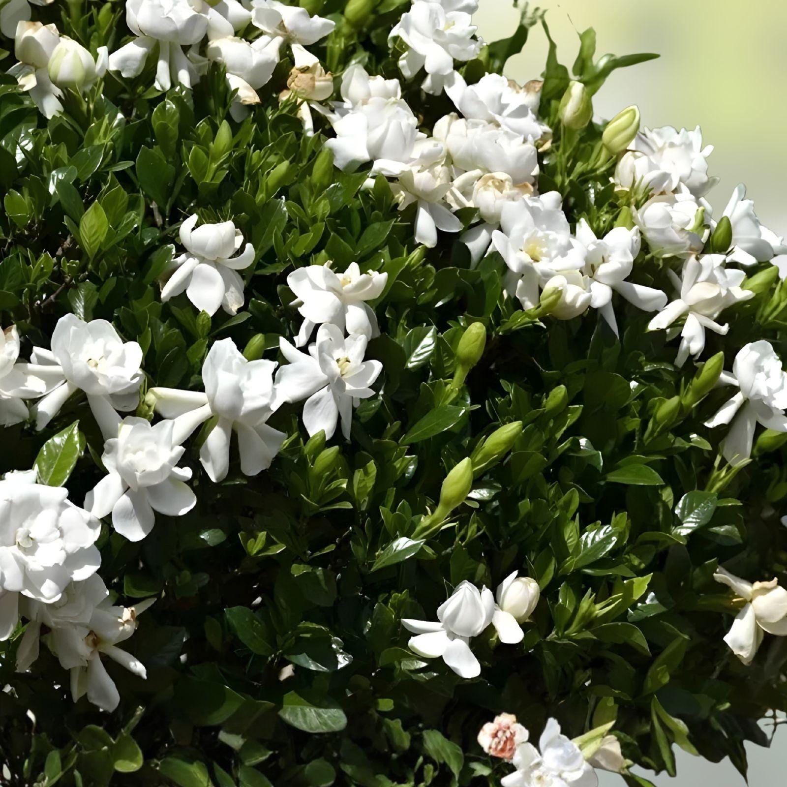 Southern Gardenia Cuttings – Fragrant White Blooms, Gardenia jasminoides, Unrooted Propagation Material