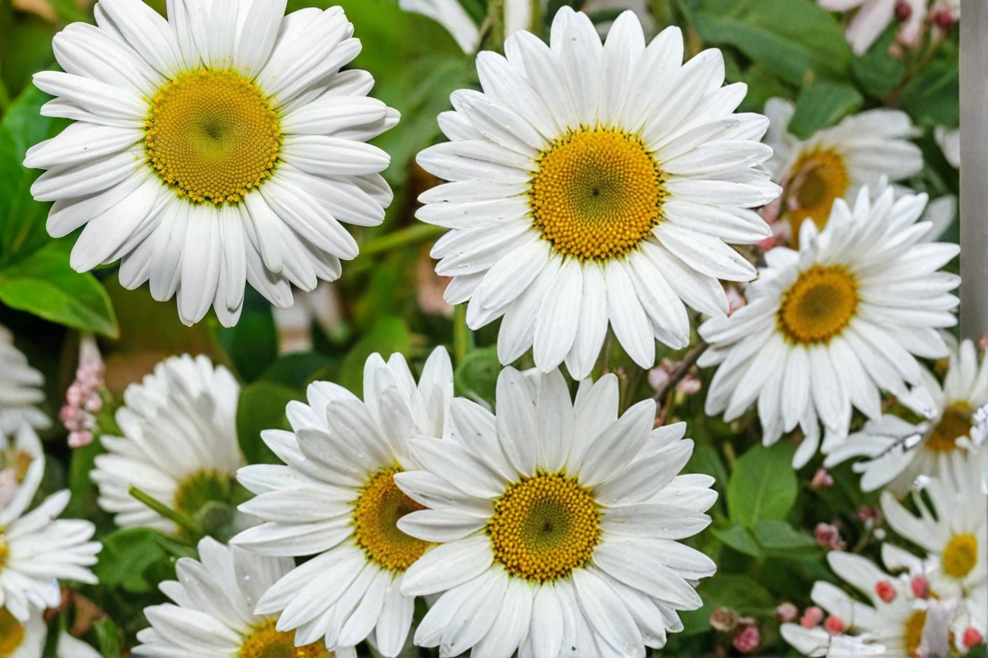 Oxeye Daisy Seeds 100 Pack – Leucanthemum vulgare Wildflower Perennial for Gardens & Meadows
