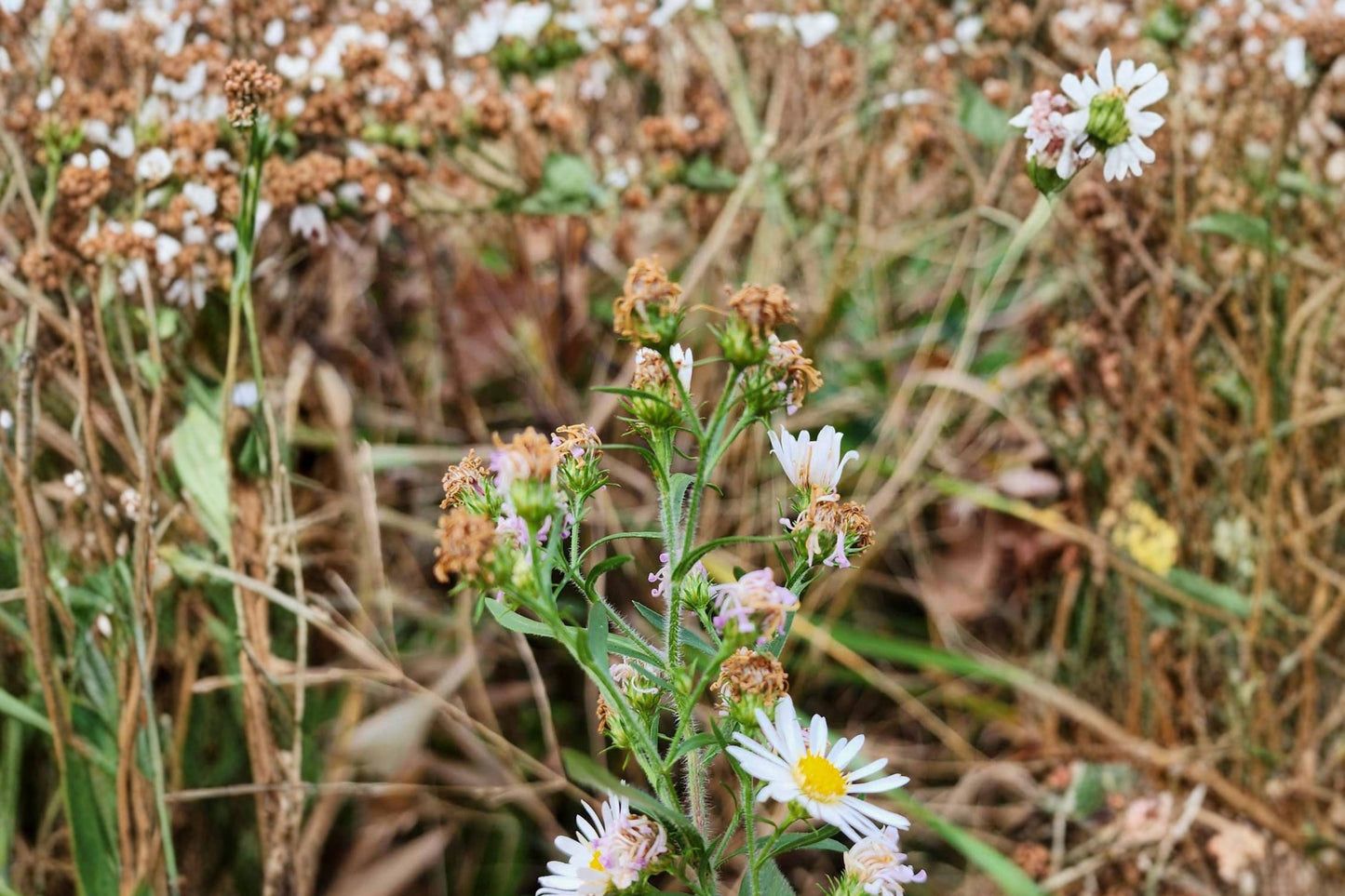 Heath Aster Seeds – Symphyotrichum pilosum – White Wildflower, Perennial, Drought Tolerant, Meadow & Garden Plant, 100 Seeds