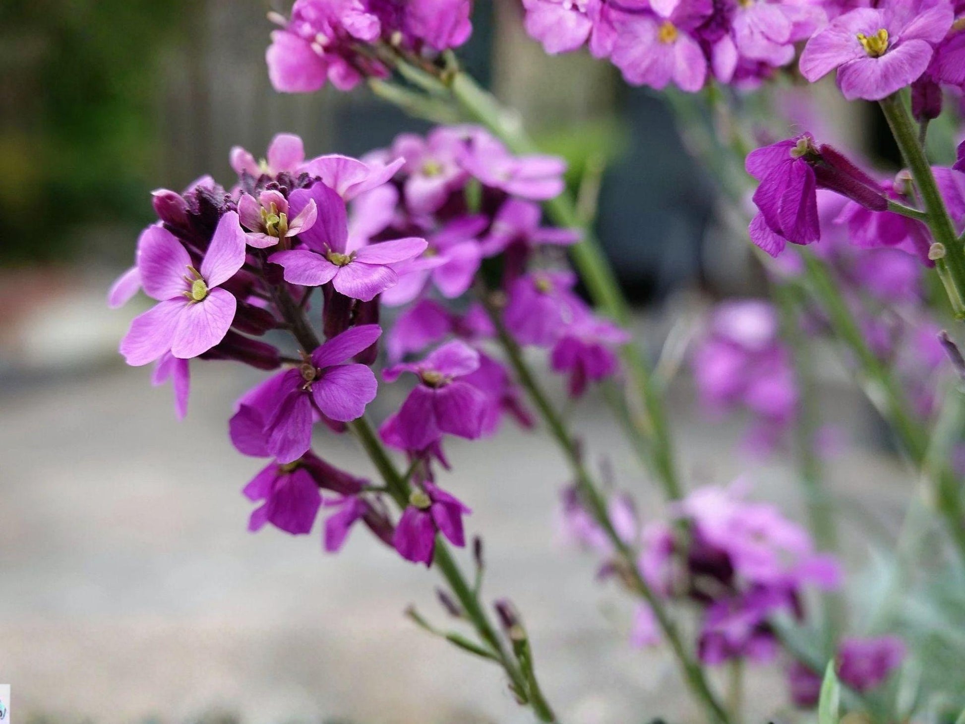 Evening Scented Stock Seeds, Heirloom Fragrant Flower, Non-GMO Garden Planting, Matthiola longipetala